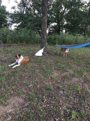 Dogs and campsite..not much grass.