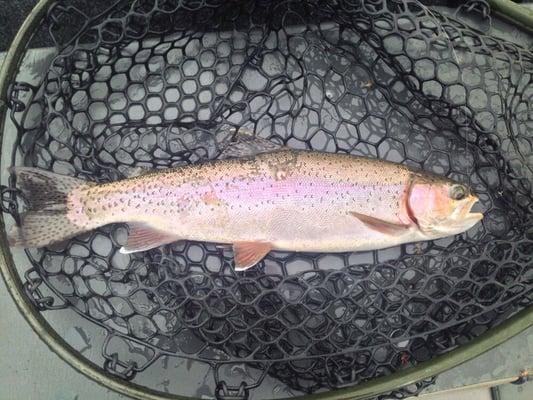 Fantastic trout fishing