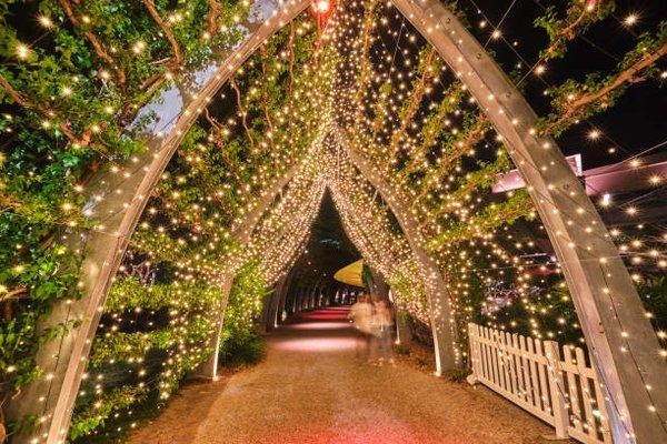 Wedding / Patio Lighting