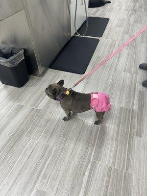 What happens when fashion meets function!! Rocking the runway at the vet!