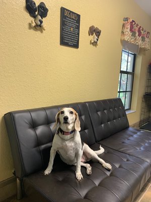 Hound dog sitting on the couch