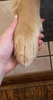 dogs paws