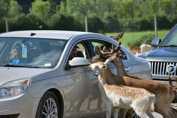 Feeding deer in Drive-Thru Safari