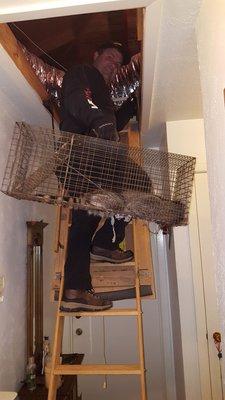 My Acme exterminator removing coon from My attic.