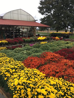 Fall mums available September & October