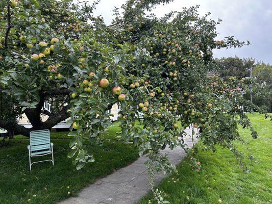 Lake Champlain protected these apple trees from frost damage that killed most apples this year around the region (2023)