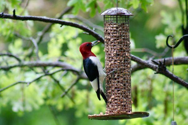 Red headed woodpecker