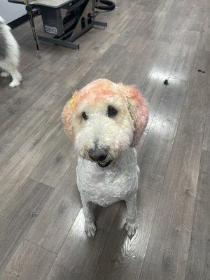 Bailey Beanz - Golden Doodle