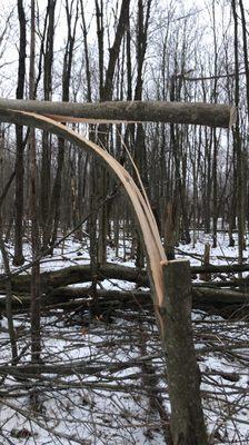 Hinge cutting for deer habitat