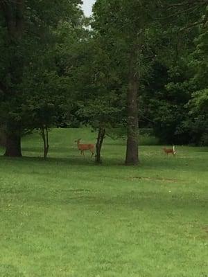 Official Root River disc golf mascots.