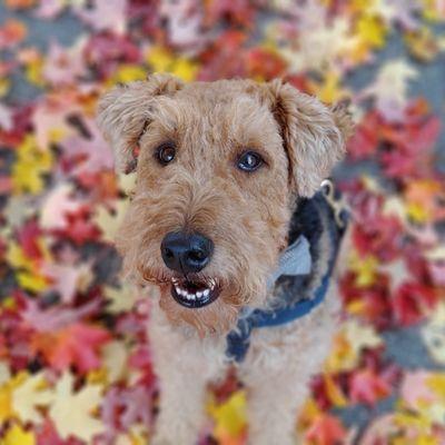 William in the leaves.