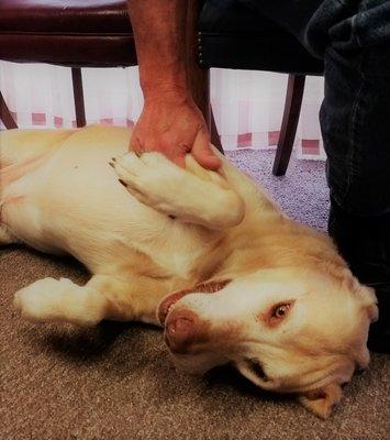 Meet Oscar, our wanna-be therapy dog. Oscar comes to work with Dr. Lowe to provide support and welcome all patients with love.