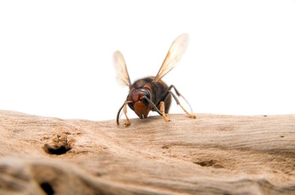 Hornet Removal Bakersfield CA