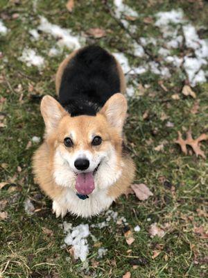 Bijou, one of the many dogs that we love to play fetch with