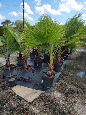 Planting small coconut trees