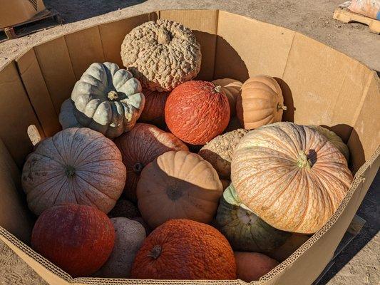 Specialty pumpkins, $7 BOGO