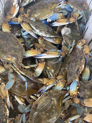 Fat heavy blue crabs