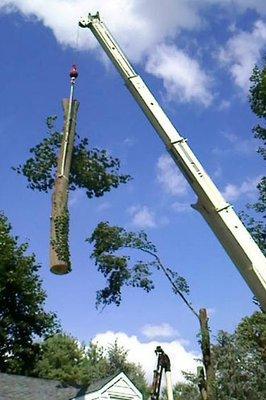 Our crane lifting tree safely to the ground.