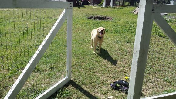 Bailey practicing "wait" at an open gate in Garner, NC.