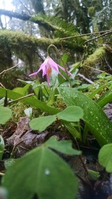 Wild Pink Fawn Lily