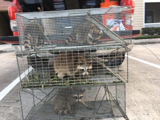 Raccoon Removal