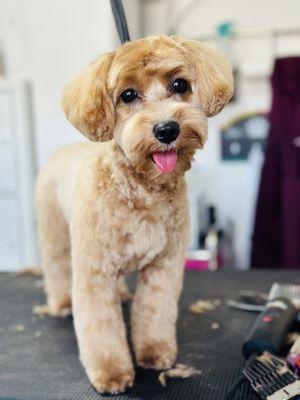 Maltipoo grooming