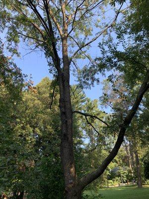 Black cherry tree