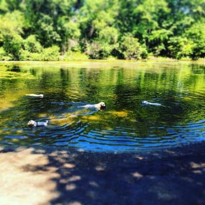 Happy dogs in the emerald pond.