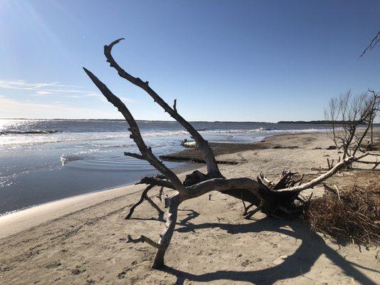 Boneyard beach tree