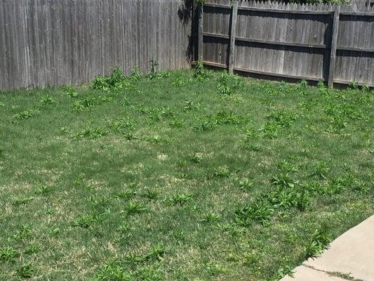 All Green Lawn & Pest