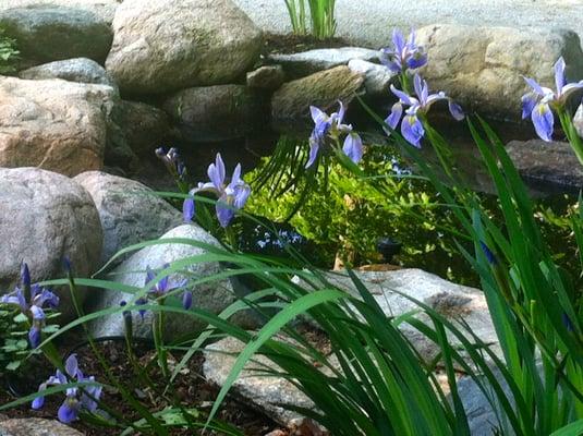 Irises by a pond in a sanctuary garden for the First Congregational Church in Winchester, MA