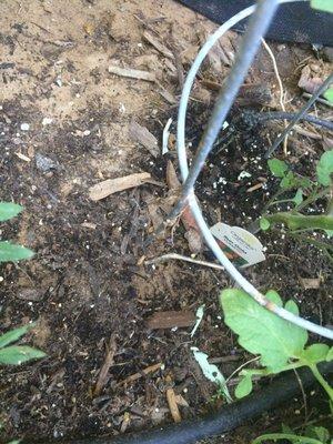 Paint pieces in the dirt: bottom middle and top middle to the left of the tomato cage.