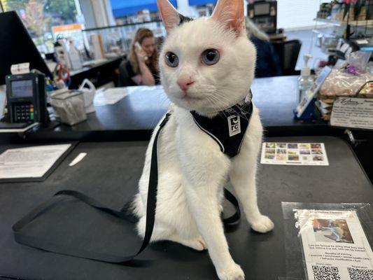 Koji at the front desk