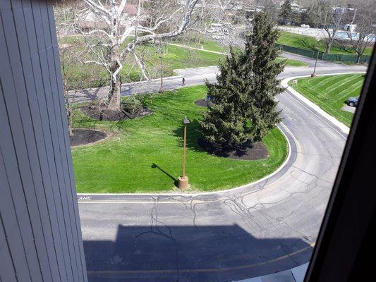 100 year old sycamore is one of several landmarks that highlights the senior resident Heritage Tower.