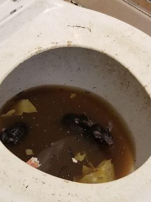 Rats in this unit came through a toilet that was in an unoccupied unit in our customers condo