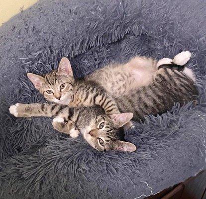 Adoptable Kittens cuddling in the shelter