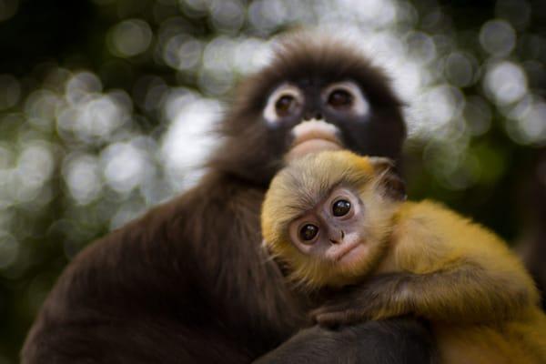 Thailand - cycling the coast from Bangkok to Koh Samui, we came across a family of langur monkeys!