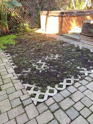 Dichondra filling in nicely as ground cover over pavers.