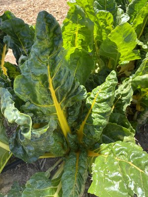 Our on-site Amigos Garden provides a delicious variety of fresh produce for our kitchens and community, such as kale, chard, and bok choi!