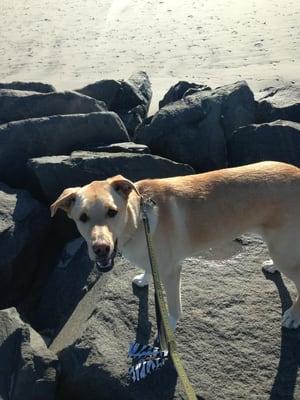 Lifeguard Pet Service