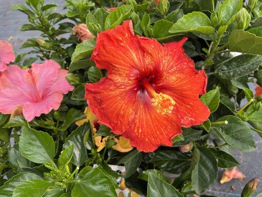 Hibiscus