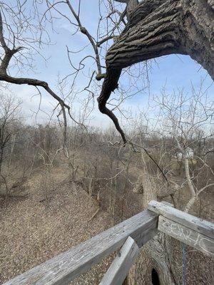 Humboldt Forest... now with a treehouse!