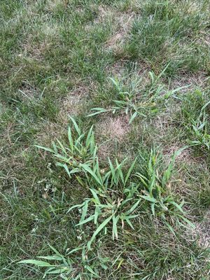 More crabgrass, it's everywhere!