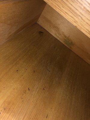 Live roach on the cabinet