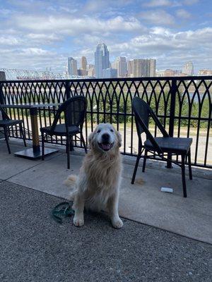 Henry enjoying an outing on the Levy