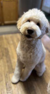 Buddy posing for a treat