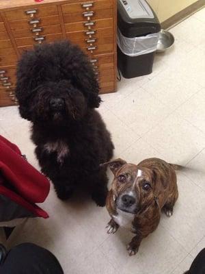 Two of our favorite puppies, Lilly and Loxley! Come in and meet them today!