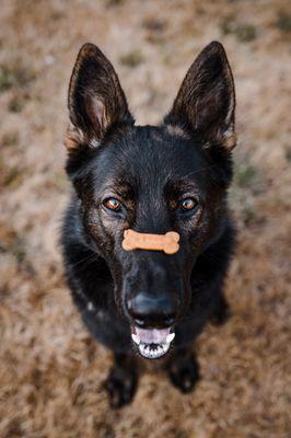 We bet your pups will do all kinds of tricks for these all-natural, handcrafted Bacon Biscuits from Portland Pet Food Company!