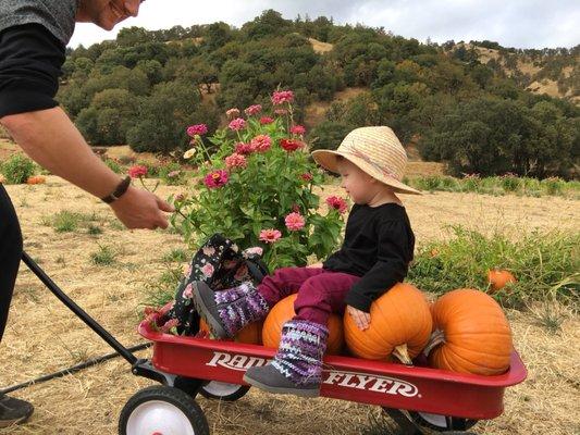 Had a blast "finding" pumpkins and picking pretty flowers!