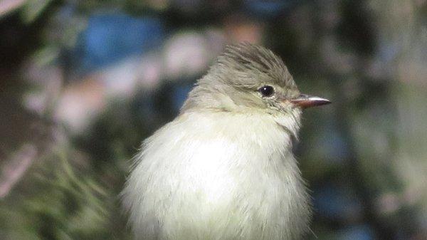 AZ Spark Birding